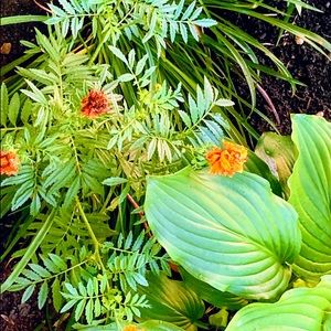 Meet your Posher, Linda m